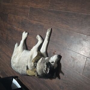 Meet your Posher, Belinda